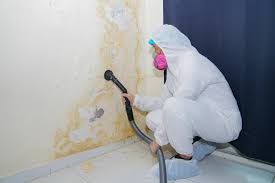 Environmental Consulting for Mold Prevention in Willow Oak, FL